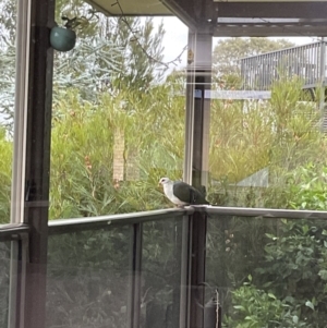 Columba leucomela at Tathra, NSW - suppressed