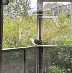 Columba leucomela at Tathra, NSW - 14 Nov 2023