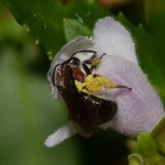 Lasioglossum (Callalictus) callomelittinum (Halictid bee) at Acton, ACT - 18 Nov 2023 by DianneClarke