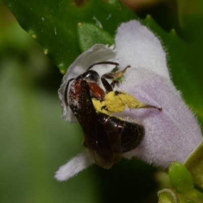 Lasioglossum (Callalictus) callomelittinum (Halictid bee) at ANBG - 18 Nov 2023 by DianneClarke