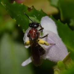 Lasioglossum (Callalictus) callomelittinum at ANBG - 19 Nov 2023