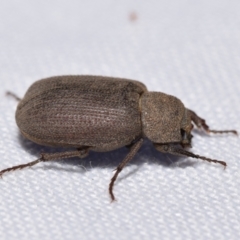 Maechidius sp. (genus) (Unidentified Maechidius scarab beetle) at Jerrabomberra, NSW - 18 Nov 2023 by DianneClarke