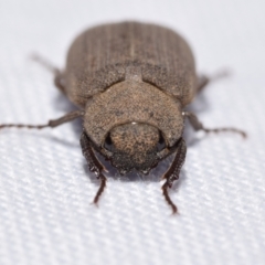 Maechidius sp. (genus) at QPRC LGA - suppressed