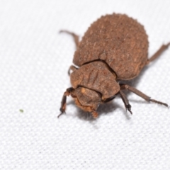 Omorgus sp. (Hide beetle) at Jerrabomberra, NSW - 18 Nov 2023 by DianneClarke