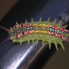 Doratifera quadriguttata (Four-spotted Cup Moth) at Bolivia, NSW - 24 Jan 2009 by PJH123