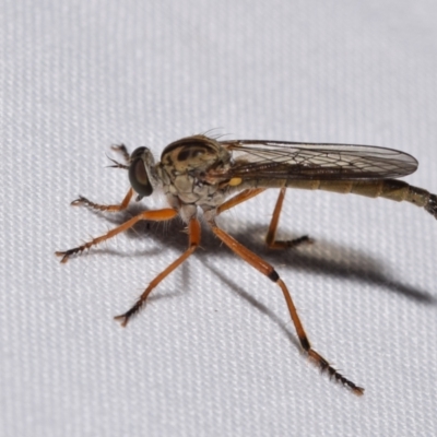 Cerdistus sp. (genus) (Slender Robber Fly) at QPRC LGA - 18 Nov 2023 by DianneClarke