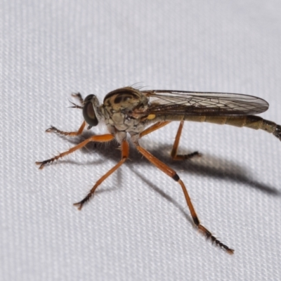Unidentified Robber fly (Asilidae) at QPRC LGA - 18 Nov 2023 by DianneClarke
