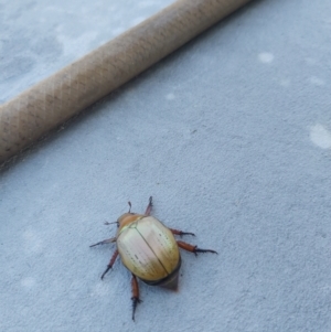 Anoplognathus olivieri at Tea Gardens, NSW - 11 Nov 2023 11:30 AM