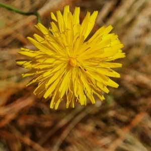 Hypochaeris radicata at Undefined Area - 19 Nov 2023 10:28 AM