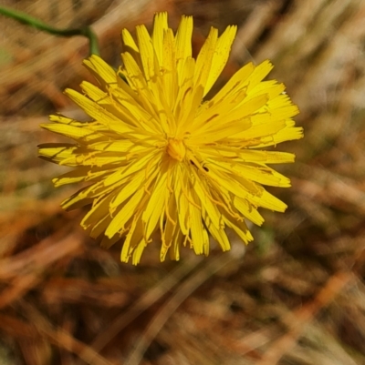 Hypochaeris radicata (Cat's Ear, Flatweed) at Isaacs Pines (ICP) - 18 Nov 2023 by Mike