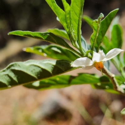 Solanum chenopodioides at Isaacs Pines (ICP) - 18 Nov 2023 by Mike