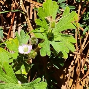 Geranium solanderi var. solanderi at Undefined Area - 19 Nov 2023 10:44 AM