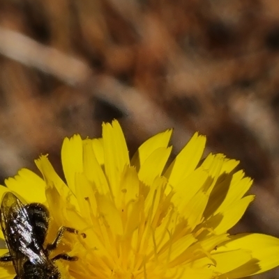 Lasioglossum (Chilalictus) lanarium (Halictid bee) at Isaacs, ACT - 18 Nov 2023 by Mike