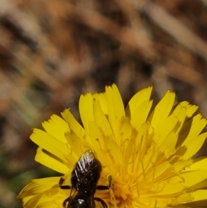 Lasioglossum (Chilalictus) lanarium at Isaacs Pines (ICP) - 19 Nov 2023 10:21 AM