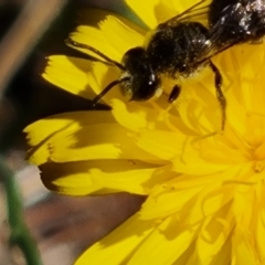 Lasioglossum (Chilalictus) lanarium at Isaacs Pines (ICP) - 19 Nov 2023