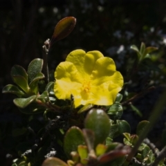 Hibbertia circumdans (Hibbertia circumdans) at Booderee National Park - 4 Aug 2023 by RobG1