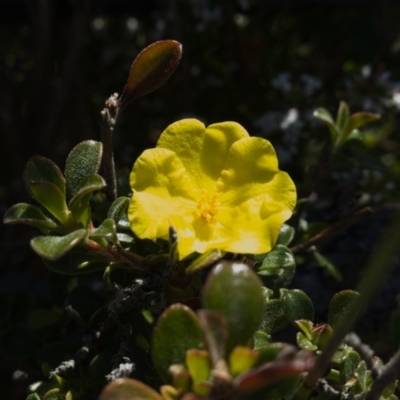 Hibbertia circumdans (Hibbertia circumdans) at Jervis Bay, JBT - 4 Aug 2023 by RobG1