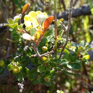 Hibbertia circumdans at Booderee National Park - 4 Aug 2023