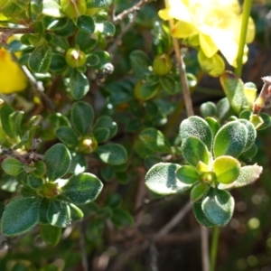 Hibbertia circumdans at Booderee National Park - 4 Aug 2023