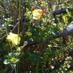 Hibbertia circumdans at Booderee National Park - 4 Aug 2023