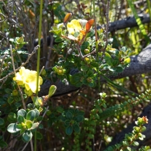 Hibbertia circumdans at Booderee National Park - 4 Aug 2023