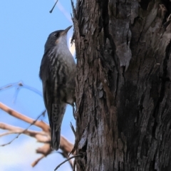 Cormobates leucophaea (White-throated Treecreeper) at West Wodonga, VIC - 18 Nov 2023 by KylieWaldon