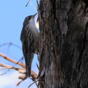 Cormobates leucophaea at Wodonga - 19 Nov 2023