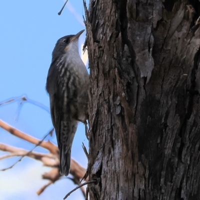 Cormobates leucophaea (White-throated Treecreeper) at Wodonga - 19 Nov 2023 by KylieWaldon