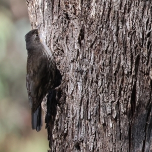 Cormobates leucophaea at Wodonga - 19 Nov 2023