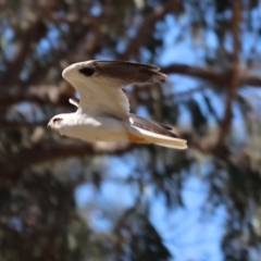 Elanus axillaris (Black-shouldered Kite) at Wodonga - 19 Nov 2023 by KylieWaldon