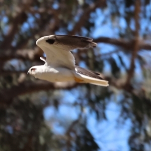 Elanus axillaris at Felltimber Creek NCR - 19 Nov 2023 08:30 AM