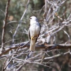 Elanus axillaris at Felltimber Creek NCR - 19 Nov 2023 08:30 AM