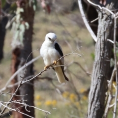 Elanus axillaris at Felltimber Creek NCR - 19 Nov 2023