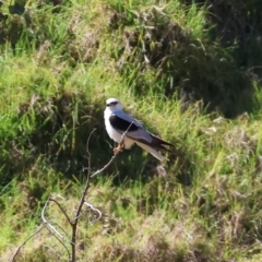 Elanus axillaris at Felltimber Creek NCR - 19 Nov 2023 08:30 AM