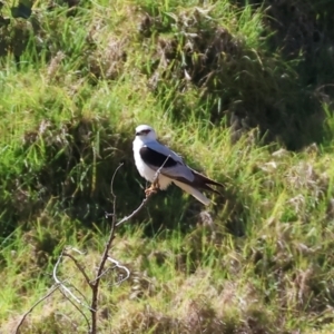 Elanus axillaris at Felltimber Creek NCR - 19 Nov 2023 08:30 AM