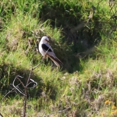 Elanus axillaris at Felltimber Creek NCR - 19 Nov 2023 08:30 AM