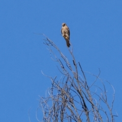 Falco cenchroides (Nankeen Kestrel) at Felltimber Creek NCR - 18 Nov 2023 by KylieWaldon
