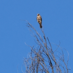 Falco cenchroides at West Wodonga, VIC - 19 Nov 2023 08:33 AM