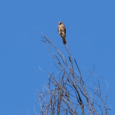 Falco cenchroides (Nankeen Kestrel) at Wodonga - 18 Nov 2023 by KylieWaldon
