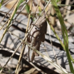 Acrididae sp. (family) (Unidentified Grasshopper) at QPRC LGA - 19 Nov 2023 by Csteele4