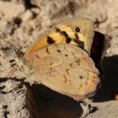 Heteronympha merope (Common Brown Butterfly) at Wodonga - 19 Nov 2023 by KylieWaldon