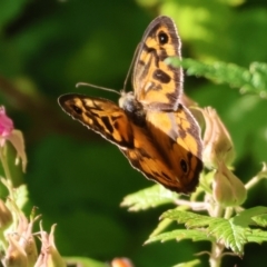 Heteronympha merope at Wodonga - 19 Nov 2023 07:10 AM