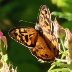 Heteronympha merope at Wodonga - 19 Nov 2023 07:10 AM