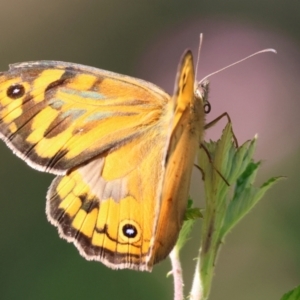 Heteronympha merope at Wodonga - 19 Nov 2023 07:10 AM
