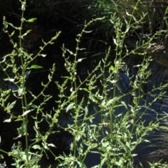 Rumex conglomeratus (Clustered Dock) at Umbagong District Park - 18 Nov 2023 by pinnaCLE