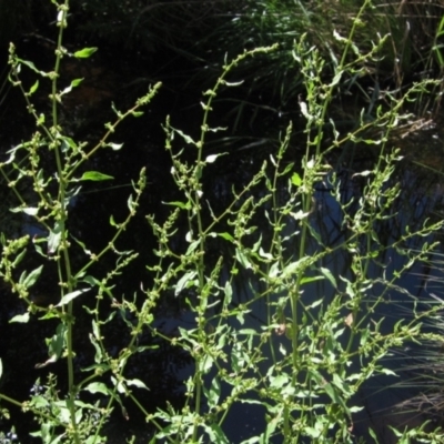 Rumex conglomeratus (Clustered Dock) at Macgregor, ACT - 18 Nov 2023 by pinnaCLE