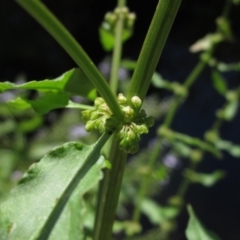 Rumex conglomeratus at KIP001: Kippax Ck, Holt - 19 Nov 2023