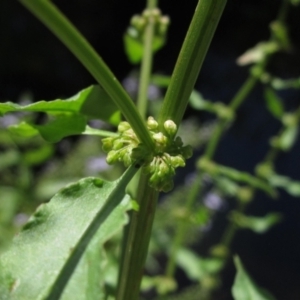 Rumex conglomeratus at KIP001: Kippax Ck, Holt - 19 Nov 2023