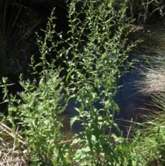 Rumex conglomeratus at KIP001: Kippax Ck, Holt - 19 Nov 2023