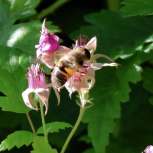 Eristalis tenax at Wodonga - 19 Nov 2023 07:04 AM